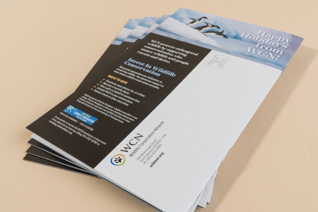 Stack of oversized postcards for nonprofit direct mail, illustrating large postcard size and print quality.