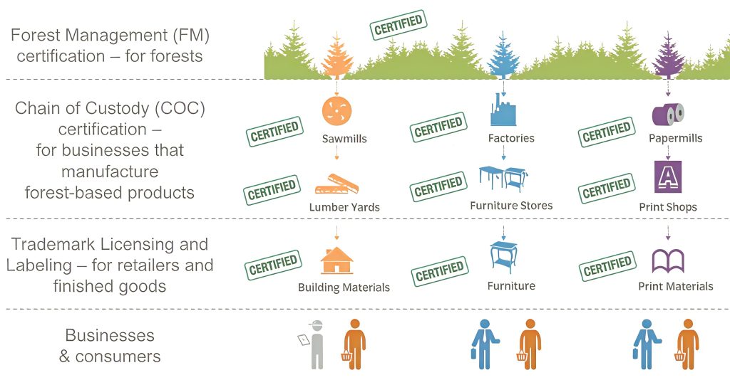 Infographic outlining three levels of FSC certification across the supply chain: Forest Management (FM) for forests, Chain of Custody (COC) for manufacturers, and Trademark Licensing and Labeling for retailers and finished goods, ending with businesses and consumers.