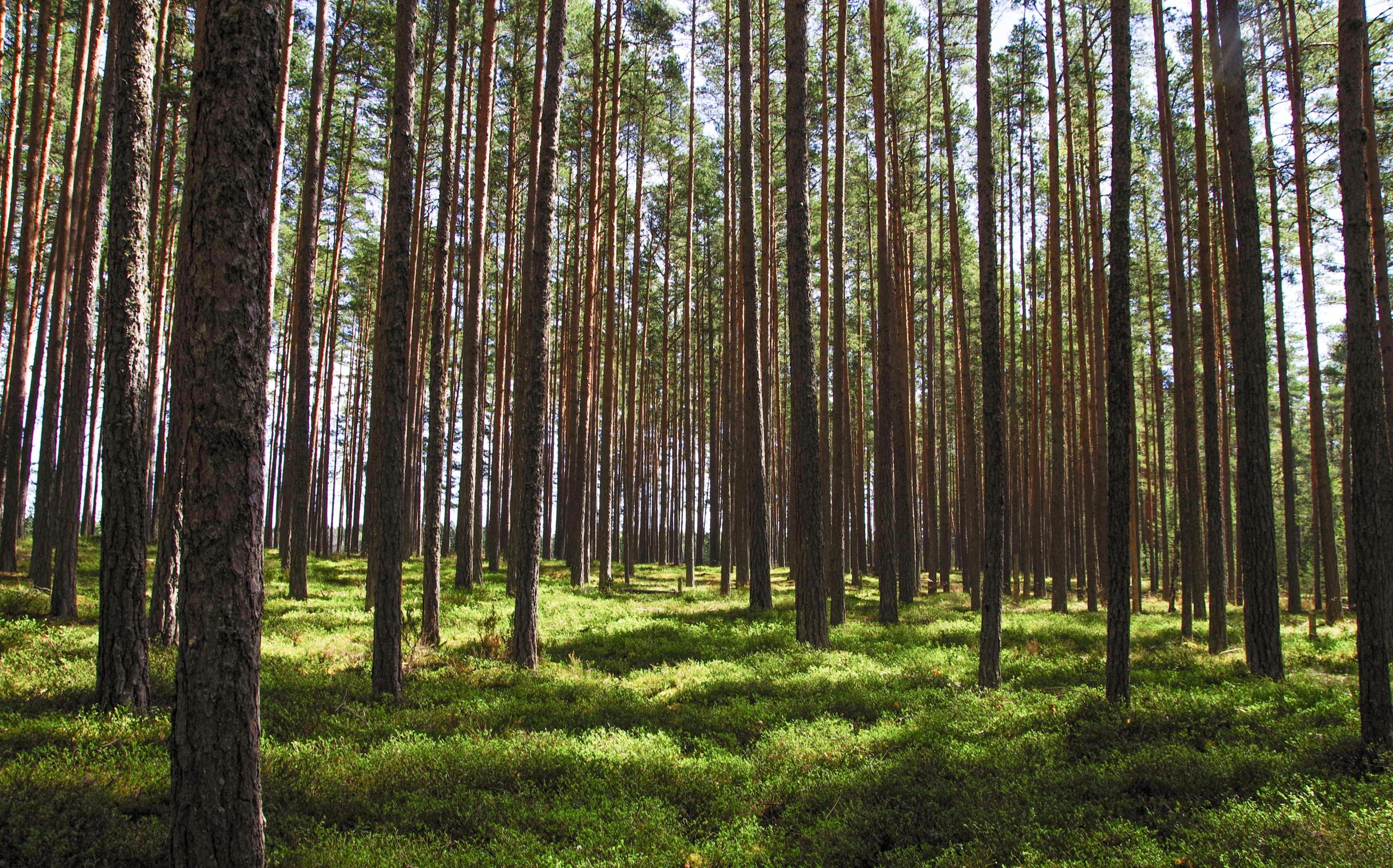 What does FSC Certified Mean?